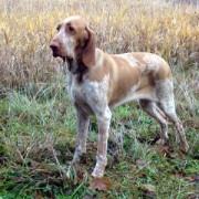 Cani da Caccia: Disturbi Digestivi del Cane da Caccia Cani da Caccia: Disturbi Digestivi del Cane da Caccia